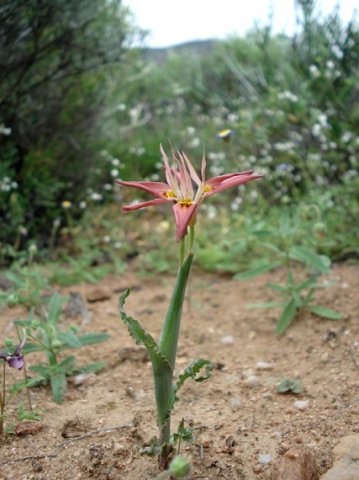 Moraea ciliata directing the traffic